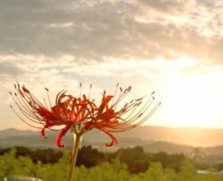 夕日に映える彼岸花の写真